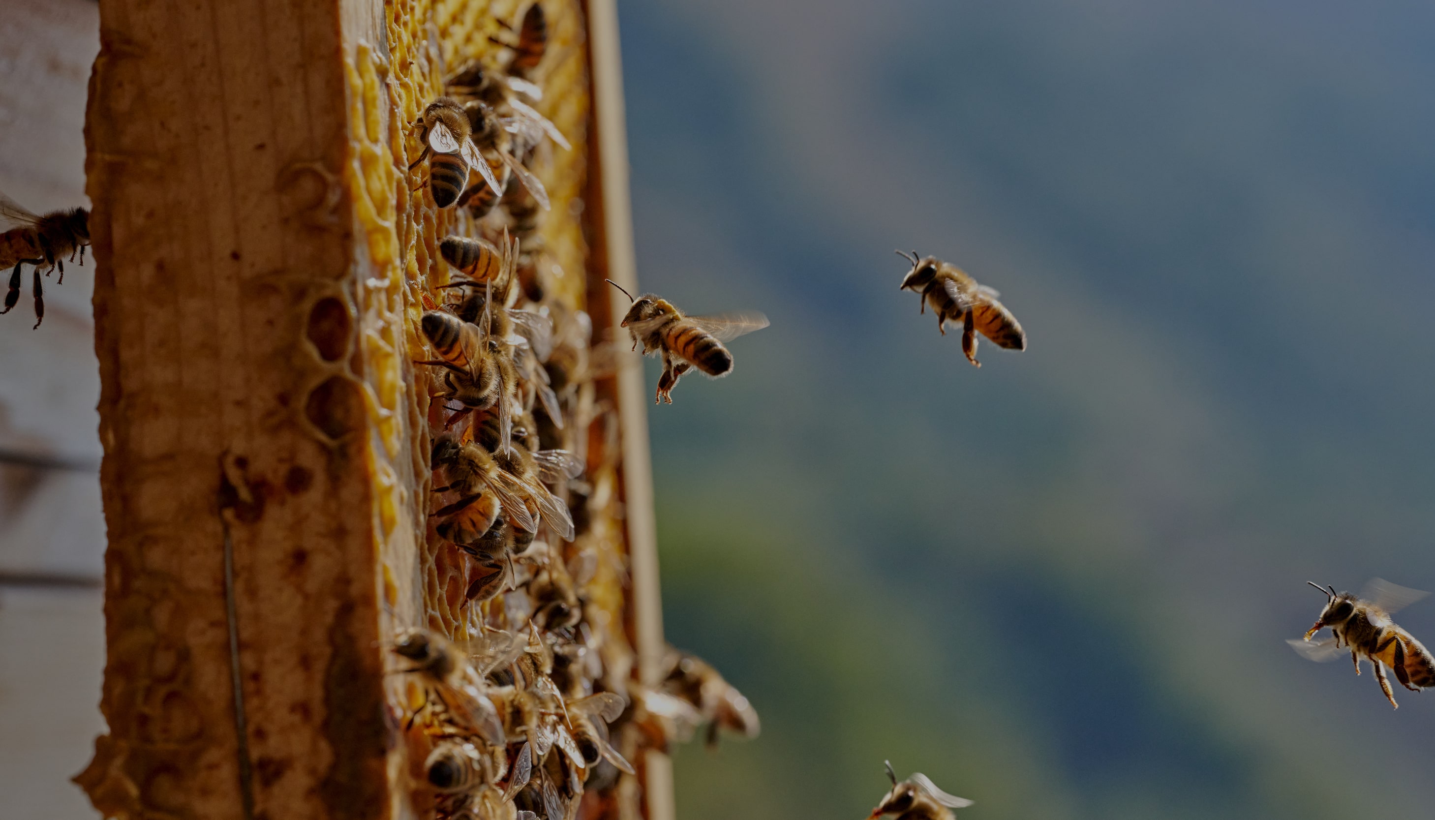 Prendre soin de la biodiversité