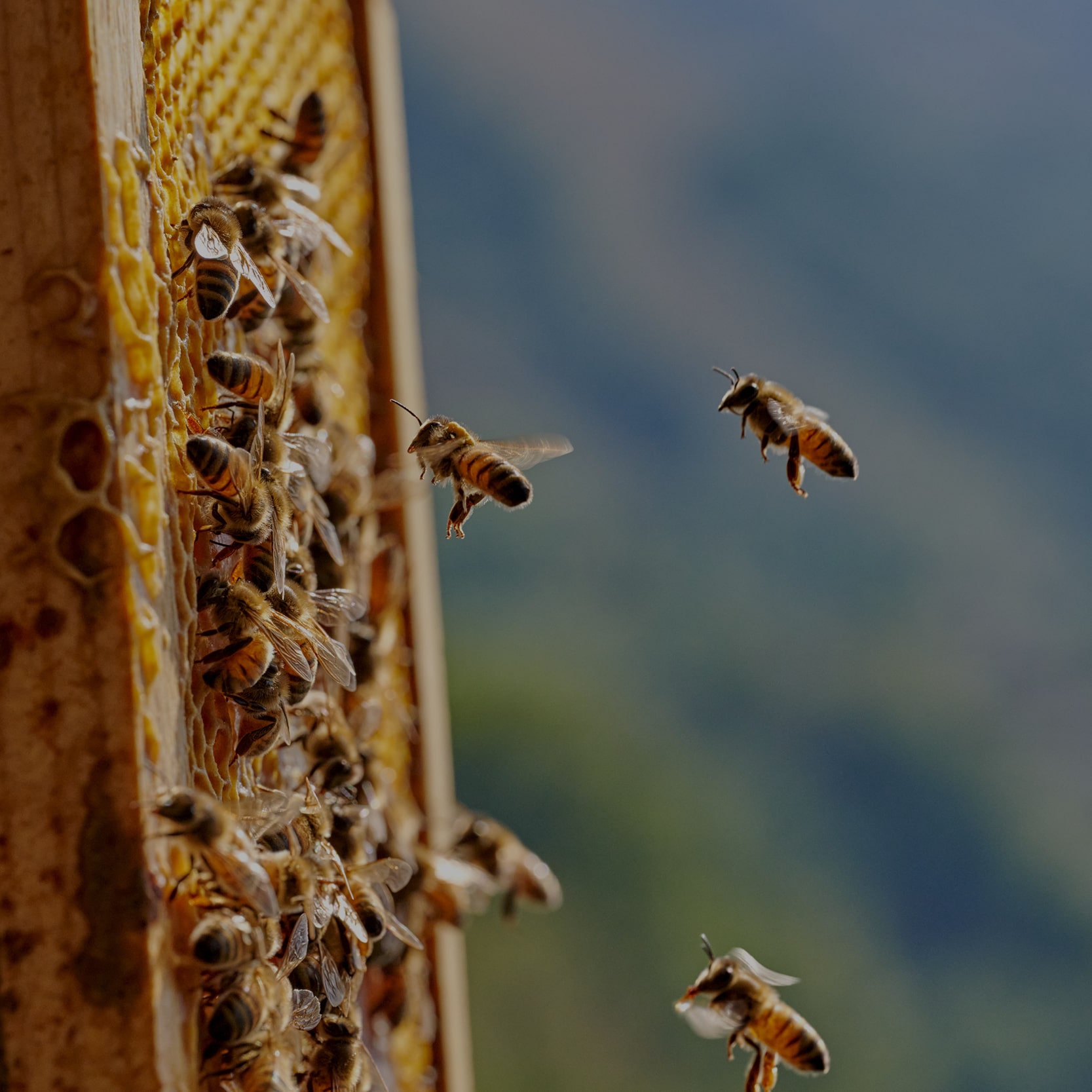 Prendre soin de la biodiversité